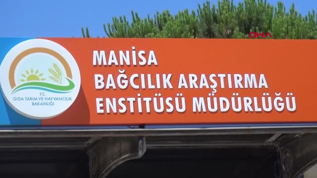 Manisa- Türkiye’nin Üzüm Ambarında Hasat Başladı