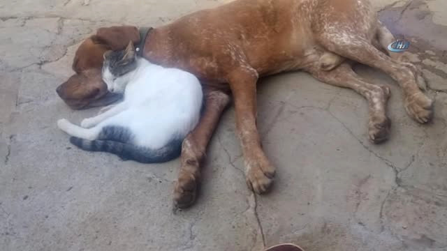 Salihli’de Kedi ve Köpeğin Dostluğu Şaşırtıyor